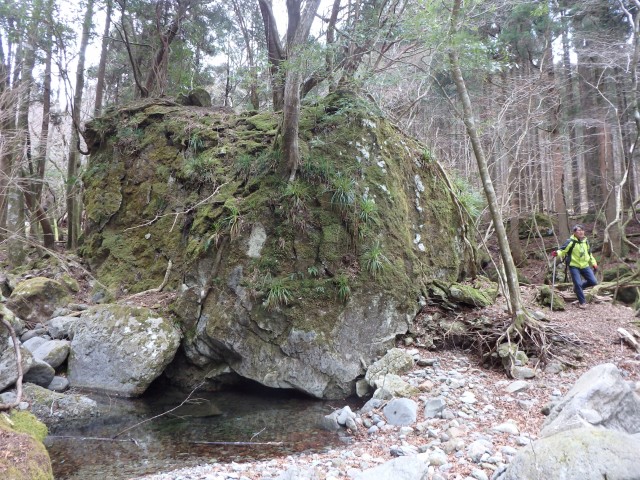 川の中に木も生える巨岩が鎮座。近くの山が寒天林道火山で、噴出物が川に落下した？　車道沿いにも痕跡
