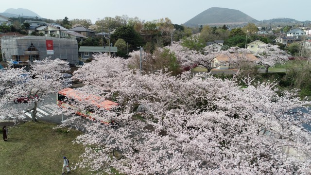 伊豆 高原 桜 並木