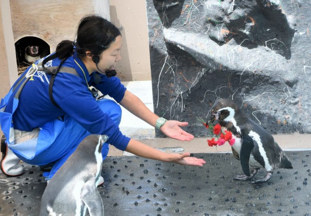 「母の日」にちなみ飼育スタッフにカーネーションを運ぶフンボルトペンギンの「キョーチャン」＝下田海中水族館