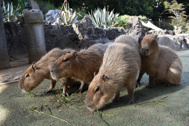 きょうだいと一緒に餌を食べるぎんなん（右から２匹目）＝伊東市富戸の伊豆シャボテン動物公園