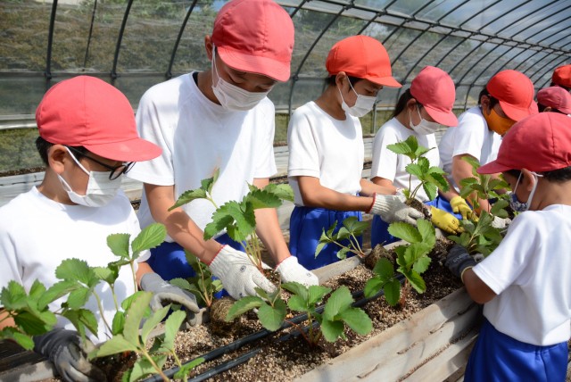 イチゴの苗を植える児童たち＝伊豆の国市の長岡北小