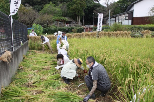 「江川酒」造りの一環で稲刈りを進める復元プロジェクト参加者＝伊豆の国市金谷