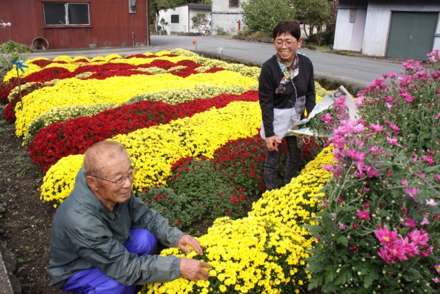見頃を迎えたざる菊の手入れをする大川多喜枝さん（右）と夫の賢司さん＝伊豆市田沢