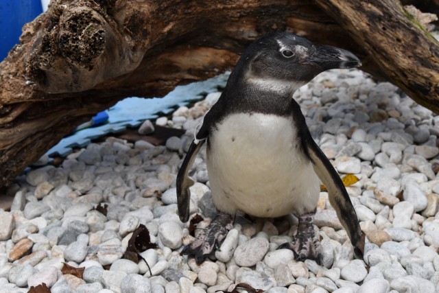 【写説】「ペンギン抱っこ」でも大活躍したケープペンギンの「ダイ」＝沼津市のあわしまマリンパーク