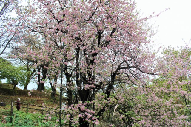 見頃を迎えたヒマラヤ桜の原木＝熱海市下多賀