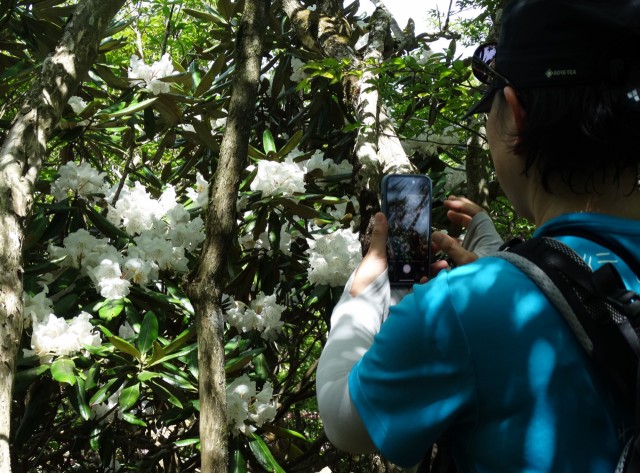 木全体に純白の花を付けたアマギシャクナゲ＝万三郎岳の直下付近
