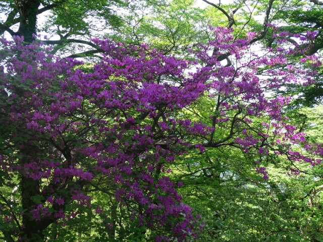 満開のミツバツツジの紫とブナの新緑の対比が美しい＝万三郎岳から唐沢分岐に至る遊歩道沿い