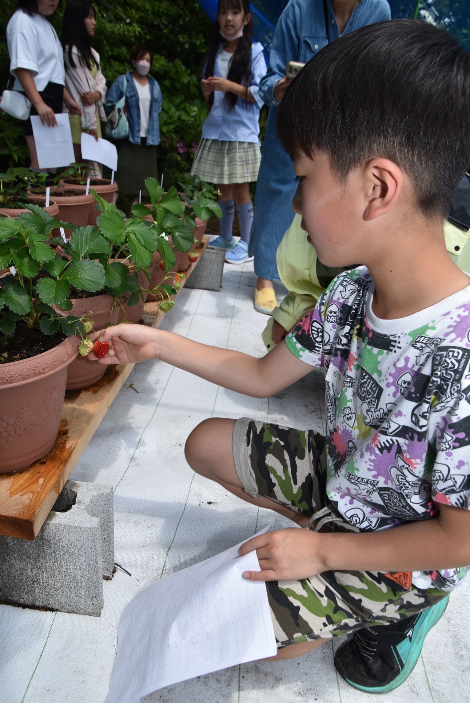 夏イチゴを摘み取る児童＝伊東市の松原八幡神社