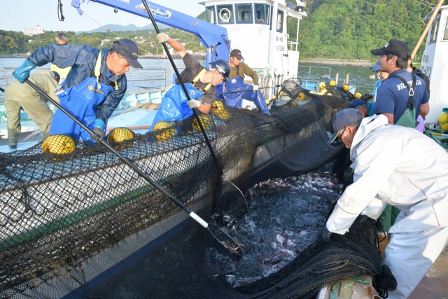 定置網から魚をすくい上げる城ケ崎海岸富戸定置網の漁師たち＝伊東市の富戸沖（１７日）