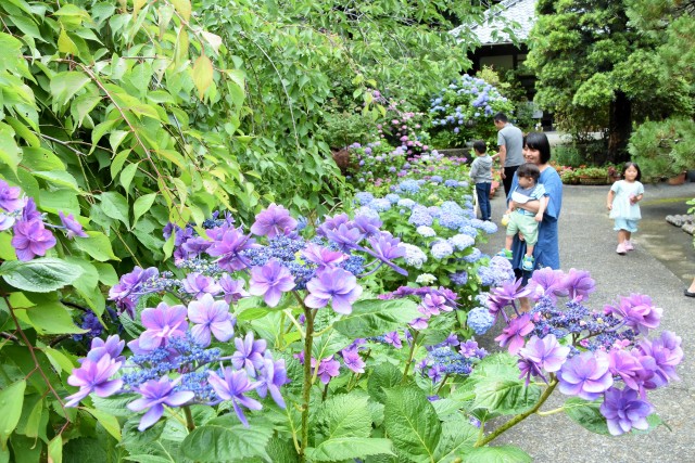 見頃を迎え、紫や白など美しい光彩を放つ和洋のアジサイ＝伊豆市土肥の清雲寺（３日）