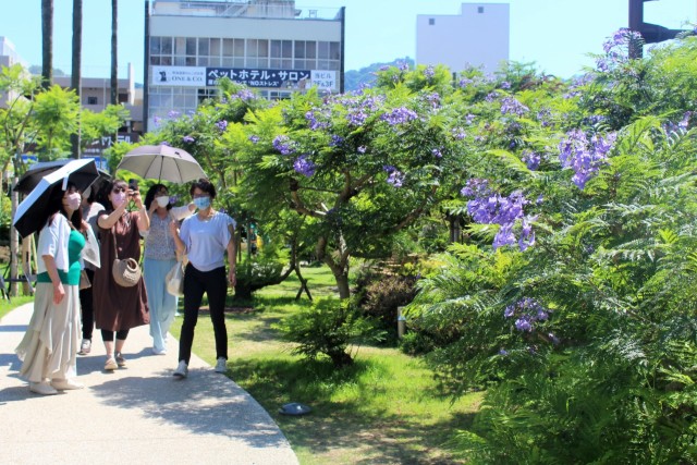 終盤を迎えても花が付き、観光客の視線を集めるジャカランダ＝熱海市東海岸町のジャカランダ遊歩道