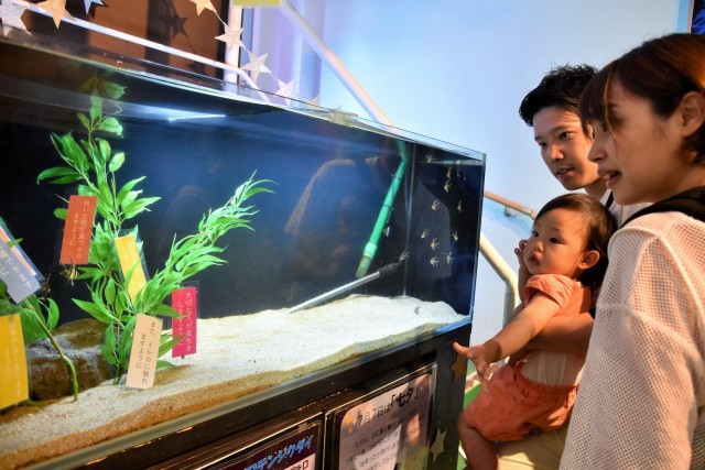 七夕にちなんだ魚類やササを展示している水槽＝下田市の下田海中水族館