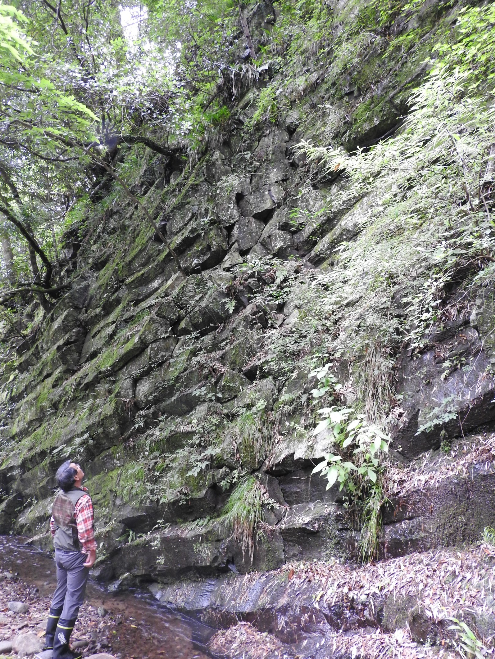 持草川の最下流、右岸側の最奥にある屋号「神田」の裏山は貫入岩体（柱状節理）が見事だ。川沿いの崖に大きな節理を刻む