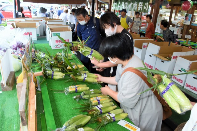 来店客の人気を集める朝採れのトウモロコシ＝伊豆の国市田原野の「大仁まごころ市場」