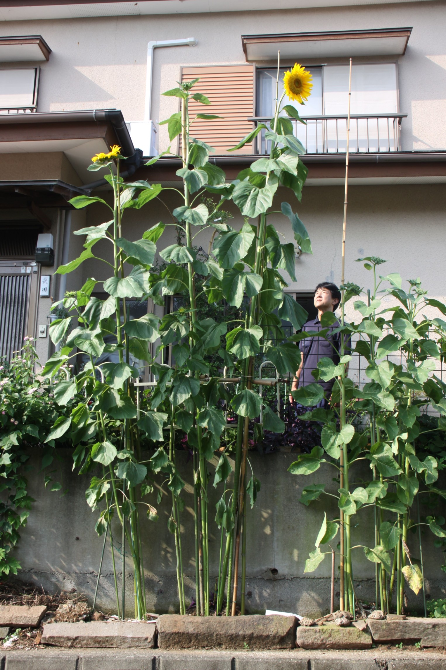 高さ４メートル以上に育って花を咲かせたヒマワリ＝伊豆の国市田京