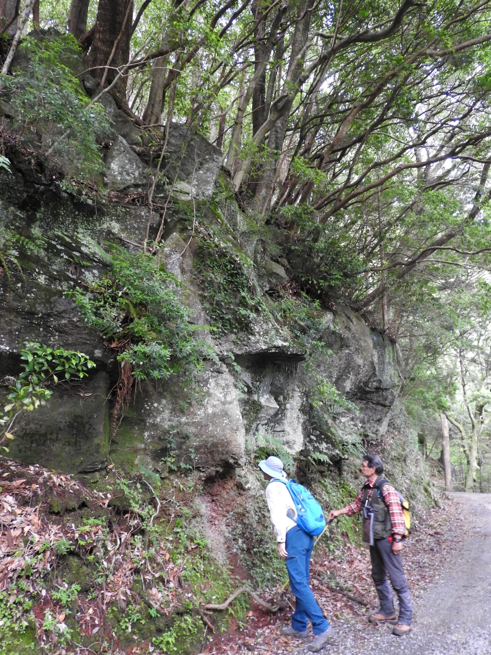エサシノ峰火山の溶岩が流れ下った跡が確認できる滑沢渓谷の入り口の林道沿い