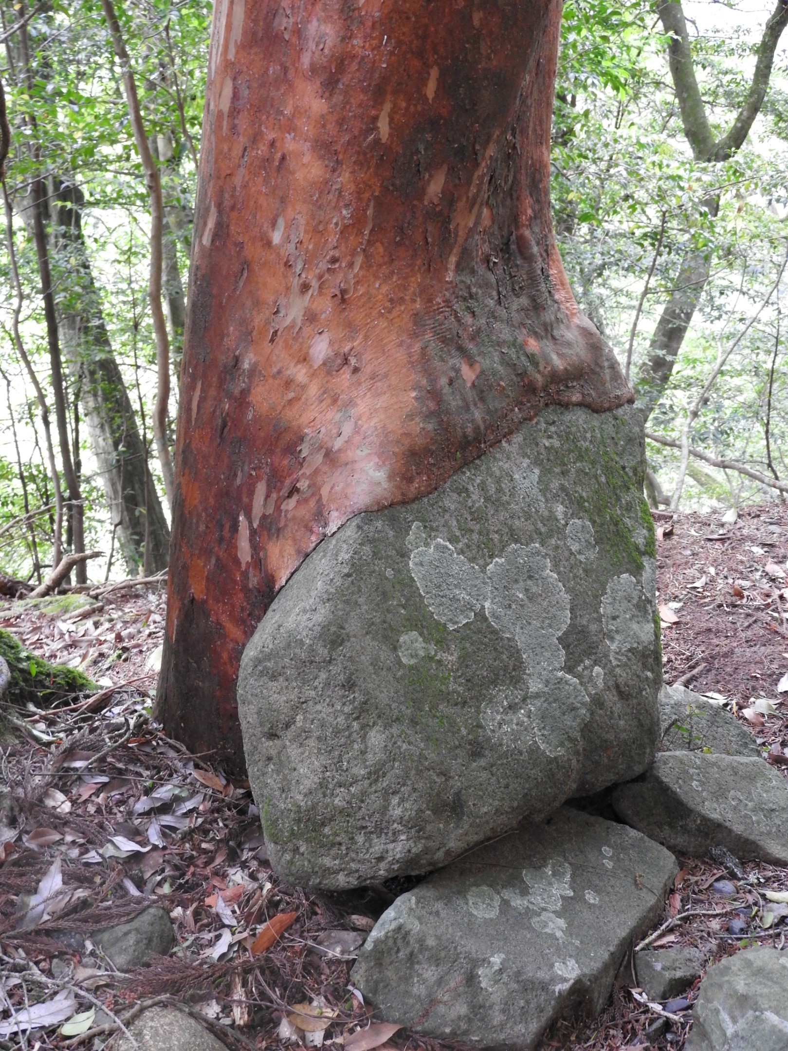 道の駅「天城越え」近くの山神社にある“石を食う木”。ヒメシャラの幹が大きな石をのみ込むように徐々に覆う