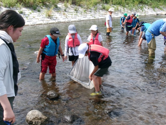 観音橋近くの来光川で水生生物を捕る子どもたち＝函南町上沢