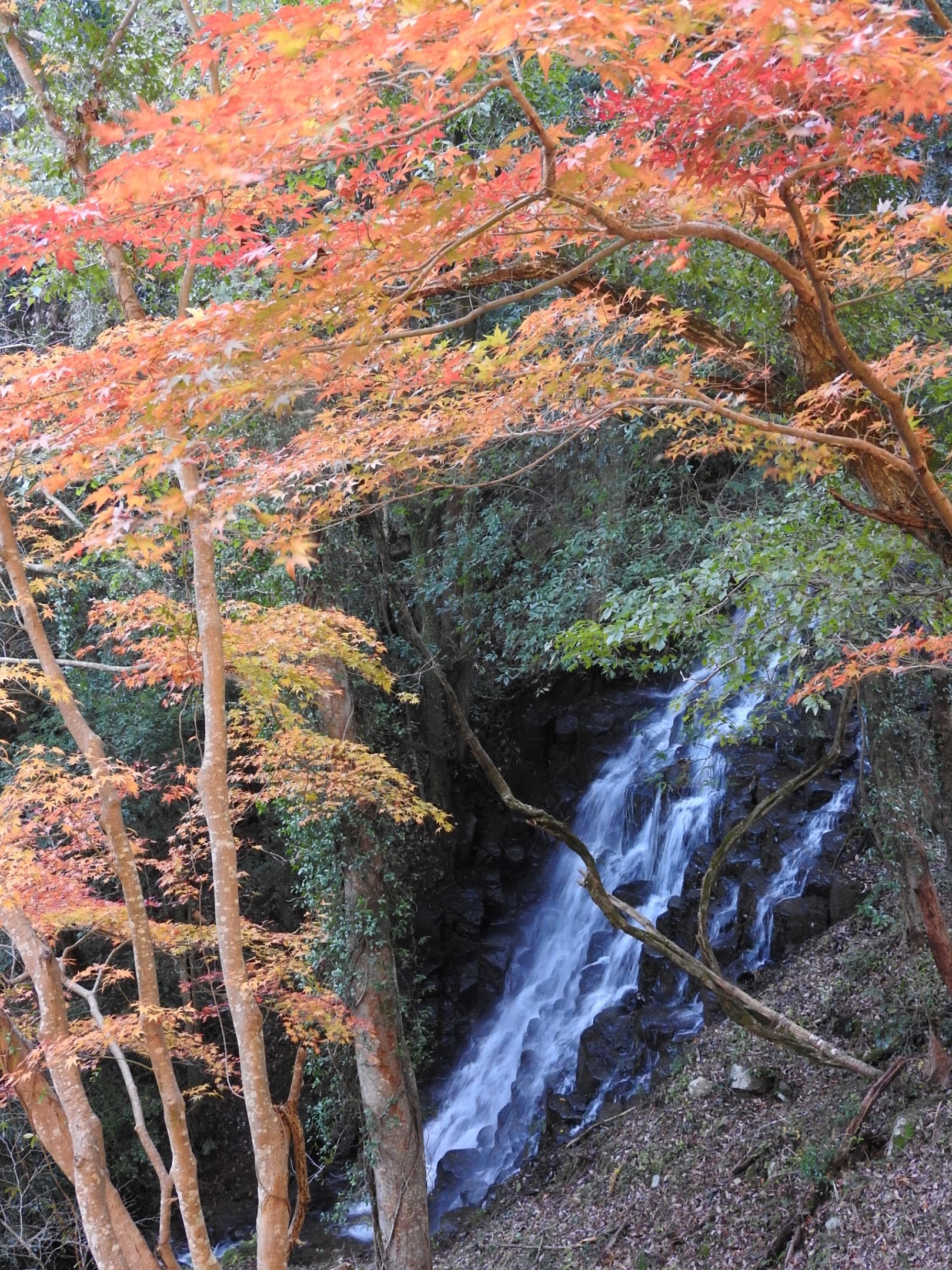 【７】伊豆市堀切の「雄飛の滝」周辺はモミジが多く、秋の紅葉シーズンには滝とのコントラストが鮮やか。地元の人によれば昔、大平の「旭滝」に対して「夕日滝」と呼んだが、いつしか観光用で「雄飛の滝」になったとか