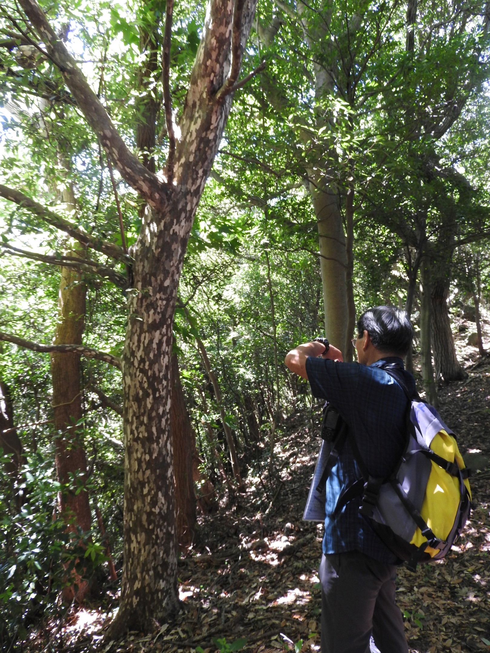 樹皮の鹿の子模様が特徴的なカゴノキ。この一帯に多く見られ、ヤマザクラなどの巨木も多い
