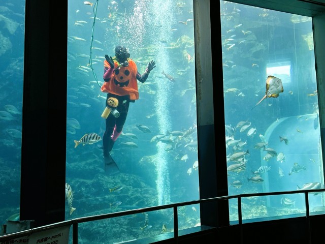 お化けカボチャの衣装をまとって餌付けをするダイバー＝下田市の下田海中水族館