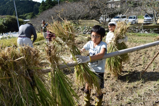 河津町の「ふるさと緑の少年団」の収穫体験で、刈り取った稲をはざ掛けにする児童＝同町逆川（２１日）