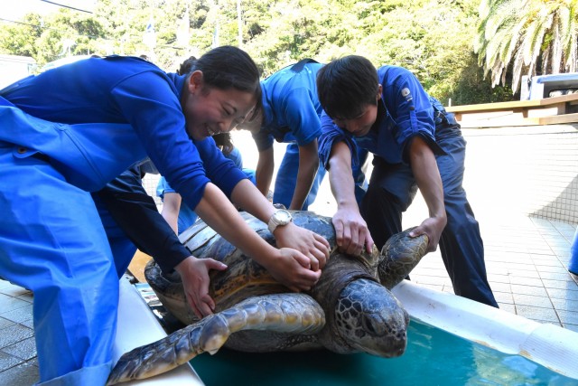 ４人がかりで１３０キロのウミガメを体重計に載せる飼育員＝下田市の下田海中水族館