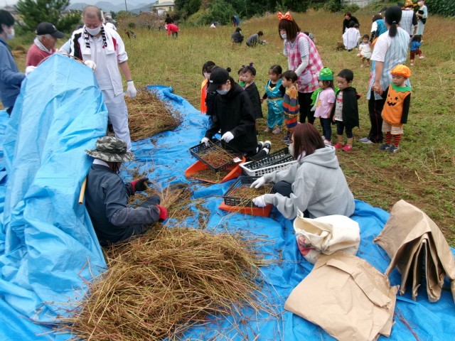 ソバを収穫するスタッフと見学する園児たち＝函南町柏谷