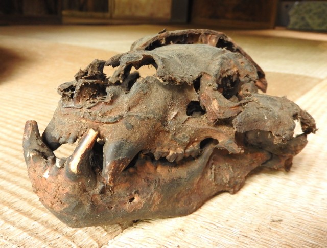 ふじのくに地球環境史ミュージアムに寄贈された伊豆で明治時代に捕獲されたクマの頭蓋骨