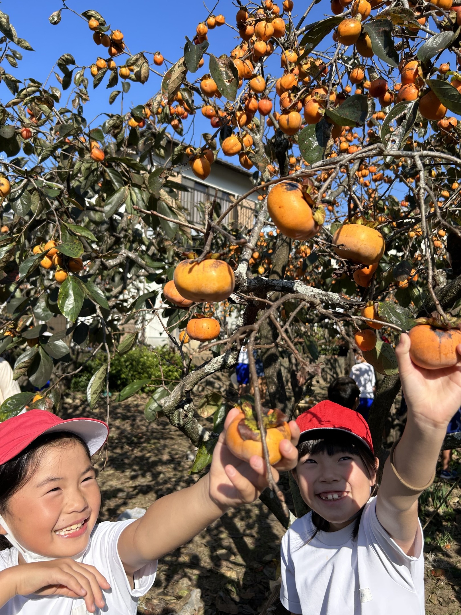 学校近くの畑で柿の収穫を楽しむ児童＝下田市の朝日小（２７日）
