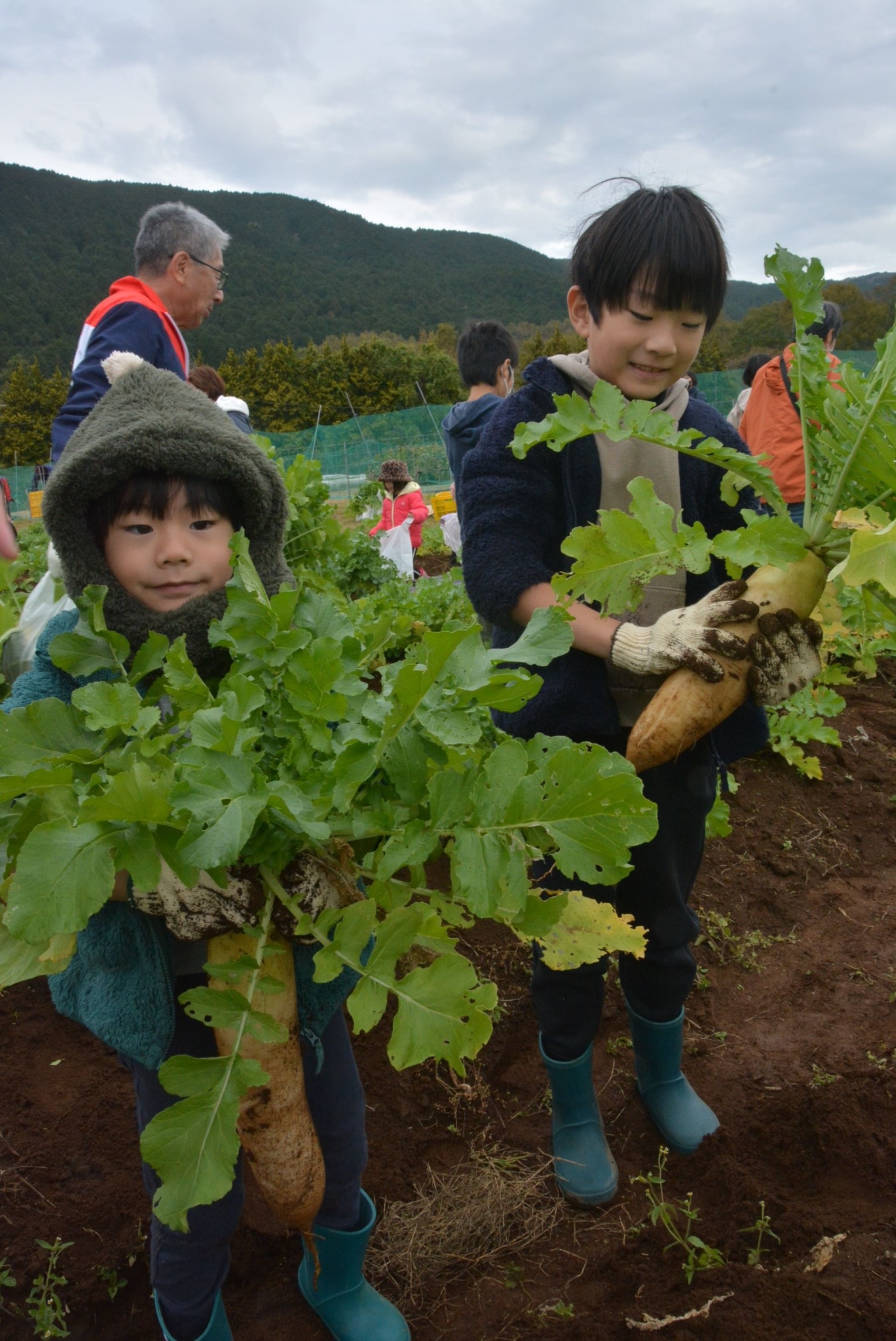 ダイコンを収穫する子ども＝伊豆の国市浮橋の大仁瑞泉郷