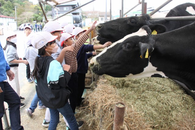 恐る恐る乳牛に手を伸ばす子どもたち＝伊豆の国市田中山の大美伊豆牧場