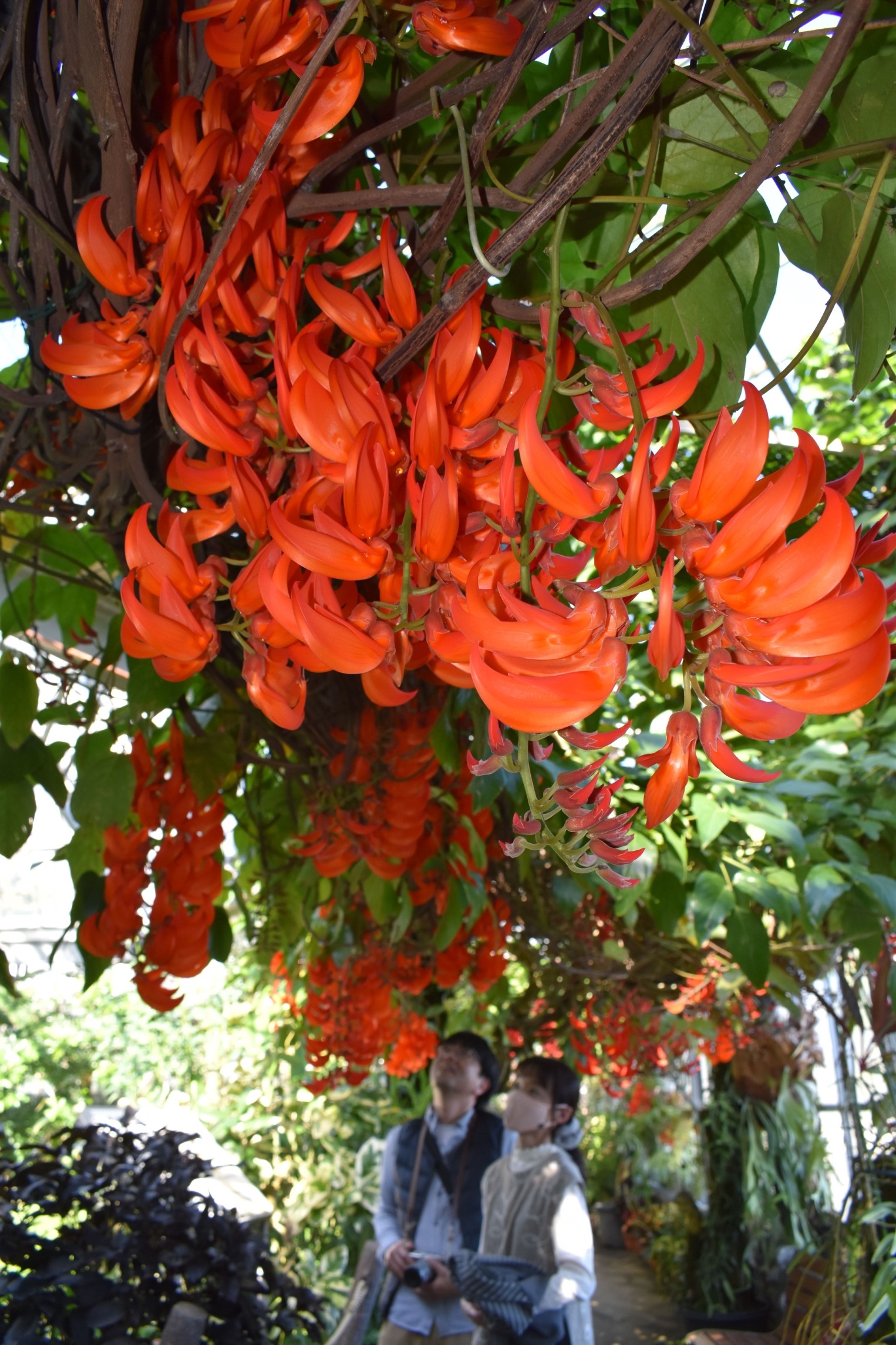 色鮮やかな花が来園者の目を引くオウムカズラ＝東伊豆町の熱川バナナワニ園