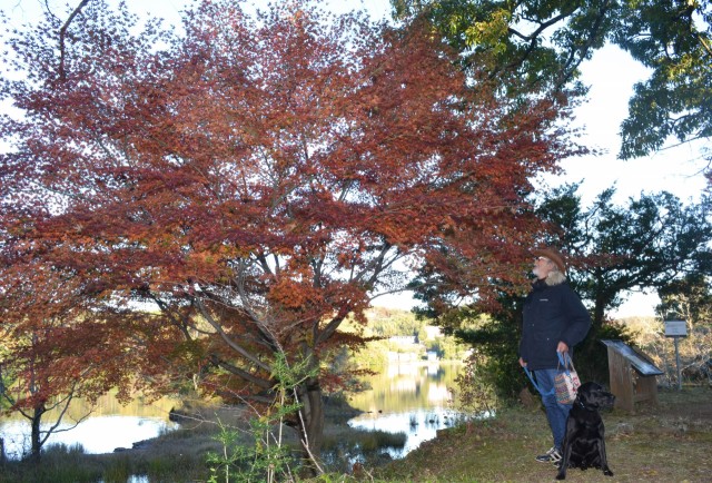 紅葉が始まった湖畔の木々＝伊東市の一碧湖