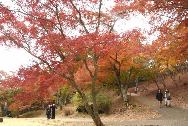 色づくモミジを楽しむ観光客ら＝伊豆市の修善寺自然公園もみじ林（２５日）