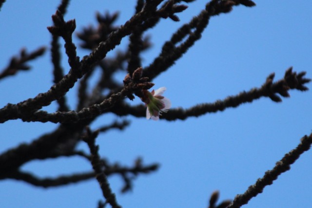 開花が確認された基準木のあたみ桜＝熱海市銀座町の糸川遊歩道
