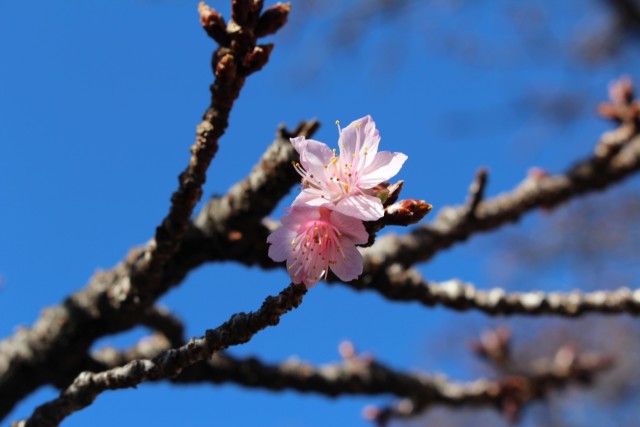糸川遊歩道で咲き始めたあたみ桜＝熱海市中央町（１７日）