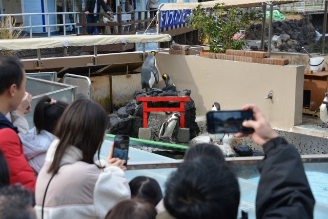 ペタペタと鳥居をくぐって見せるフンボルトペンギン＝下田市三丁目の下田海中水族館