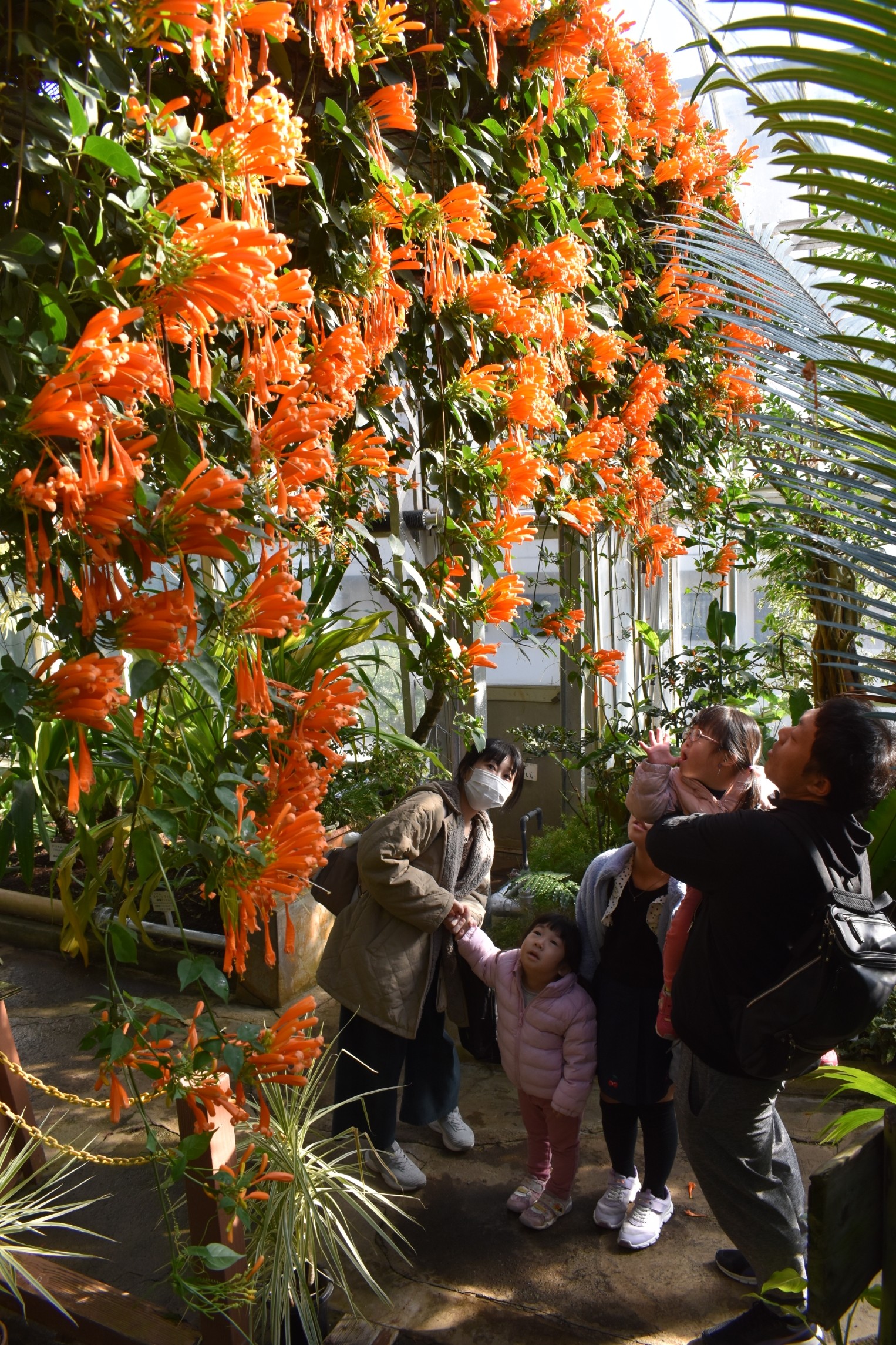 色鮮やかな花が来園者の目を引くカエンカズラ＝東伊豆町の熱川バナナワニ園