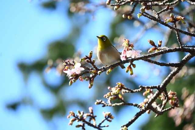 開花した寒桜の蜜を吸いに来たメジロ＝伊東市川奈の小室山