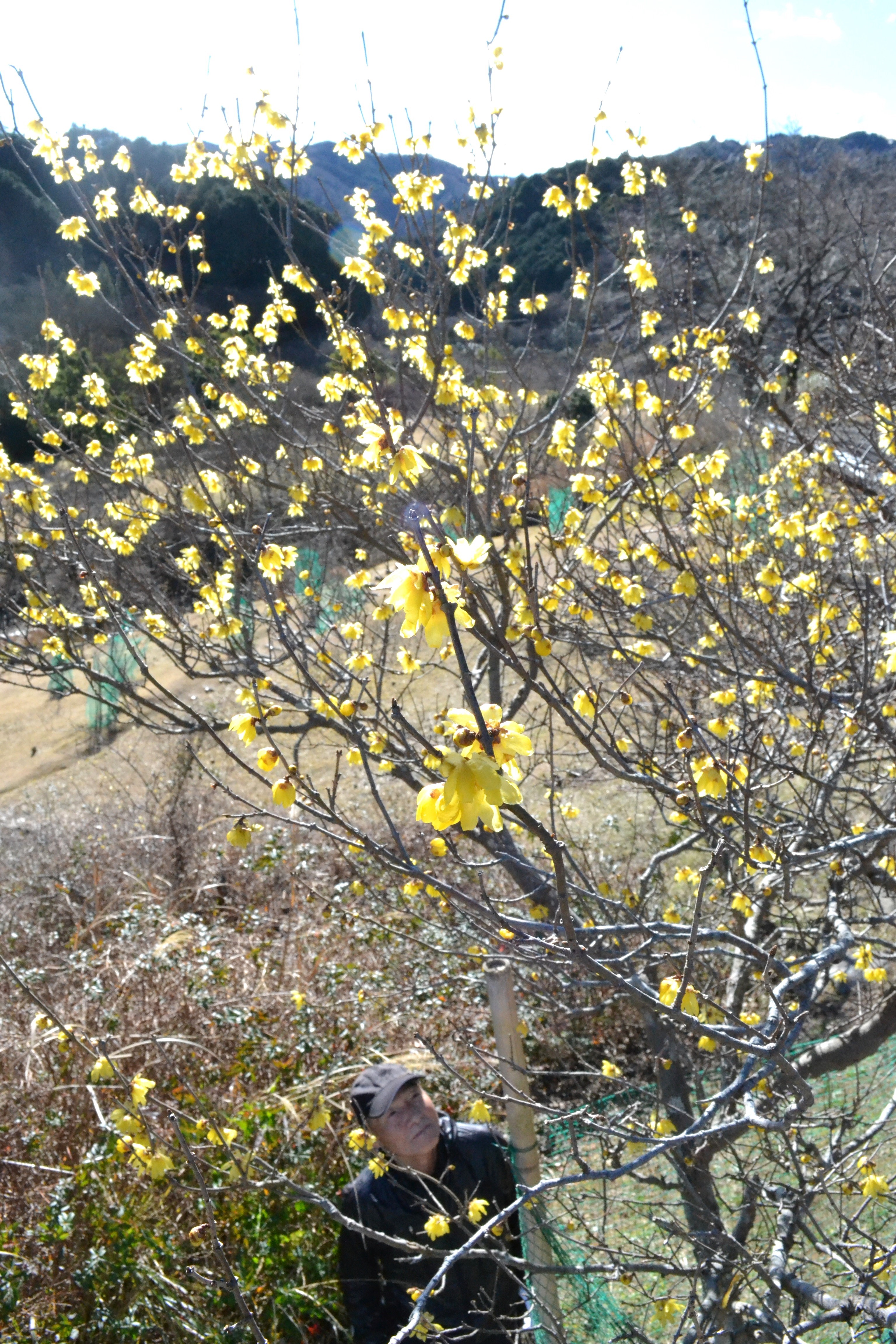 黄色い花が咲き始めたロウバイ＝伊東市の松川湖畔