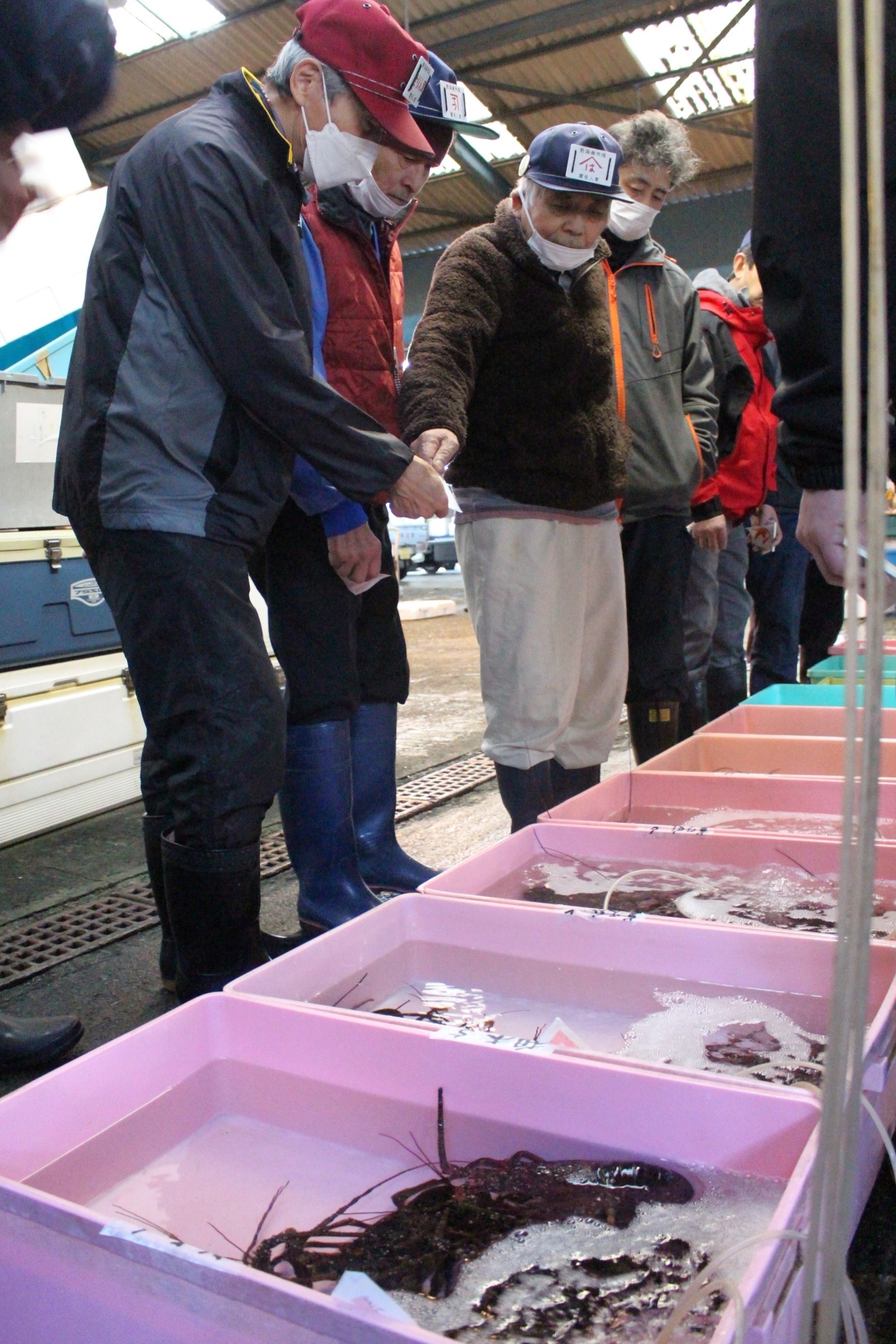 生きのいいイセエビが並んだ初競り＝熱海市清水町の熱海魚市場（５日）