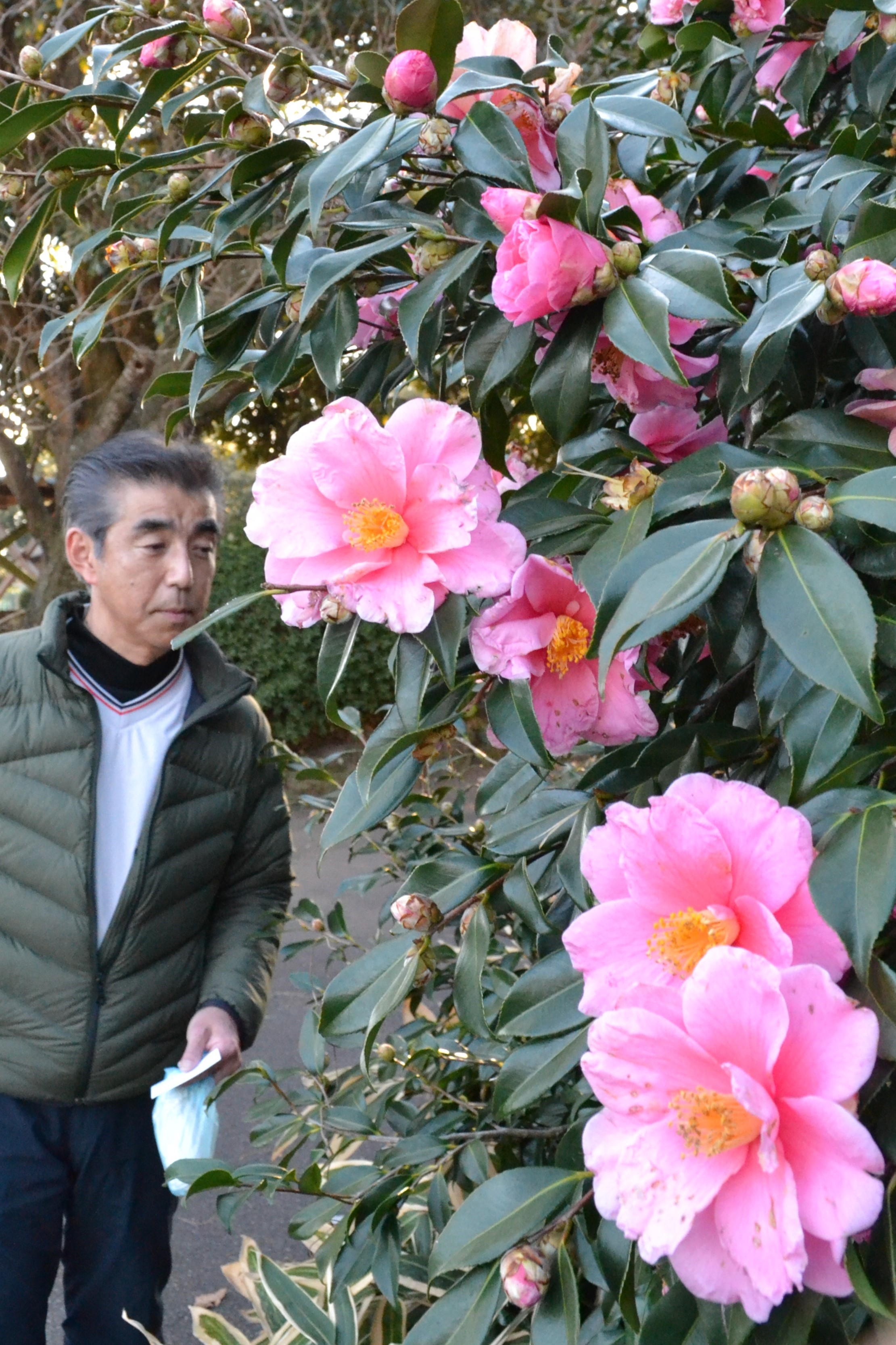 見頃を迎えた早咲きのツバキ「笑顔」＝伊東市川奈の小室山公園