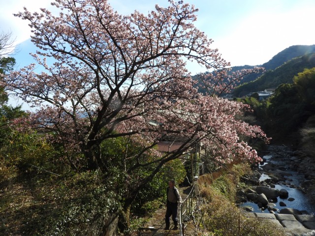 大川川に架かる大川橋たもとに植わる“大川桜”。この辺りで最も早咲きで既に満開。伊豆に早春を届けている＝東伊豆町大川（いずれも１月１８日撮影）