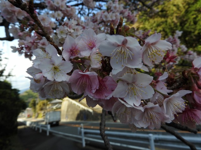満開を迎え、薄ピンク色の美しい花が観光客らの注目の的だ。「何桜？」の声も聞かれる