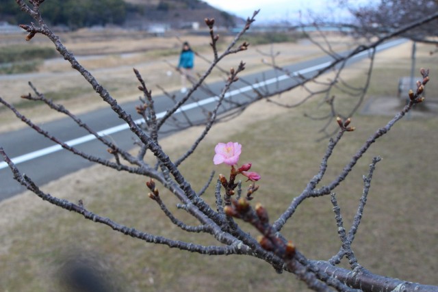 咲き始めた河津桜＝伊豆の国市狩野川堤防