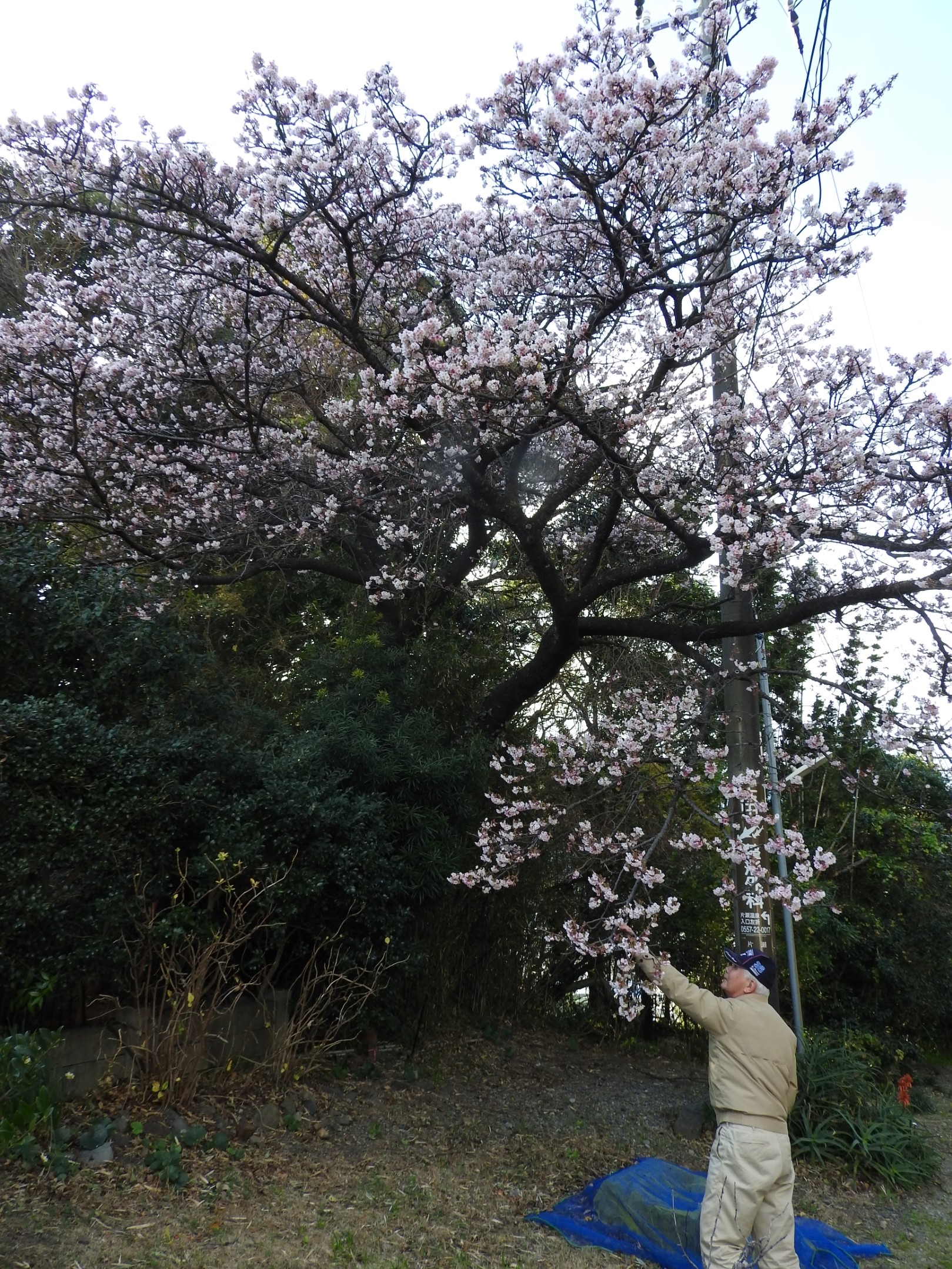 ５０年前にアタミザクラを接ぎ木した、満開となった“片瀬桜”。国道１３５号沿いで、カワヅザクラより１カ月早いためドライバーらの目を引く＝東伊豆町片瀬