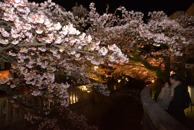 ライトアップされ闇に浮かび上がるあたみ桜＝熱海市の糸川沿い