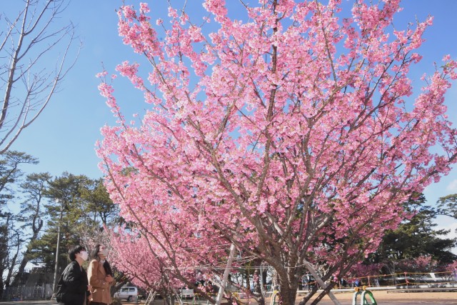 満開となった土肥桜を楽しむ観光客＝伊豆市土肥の松原公園