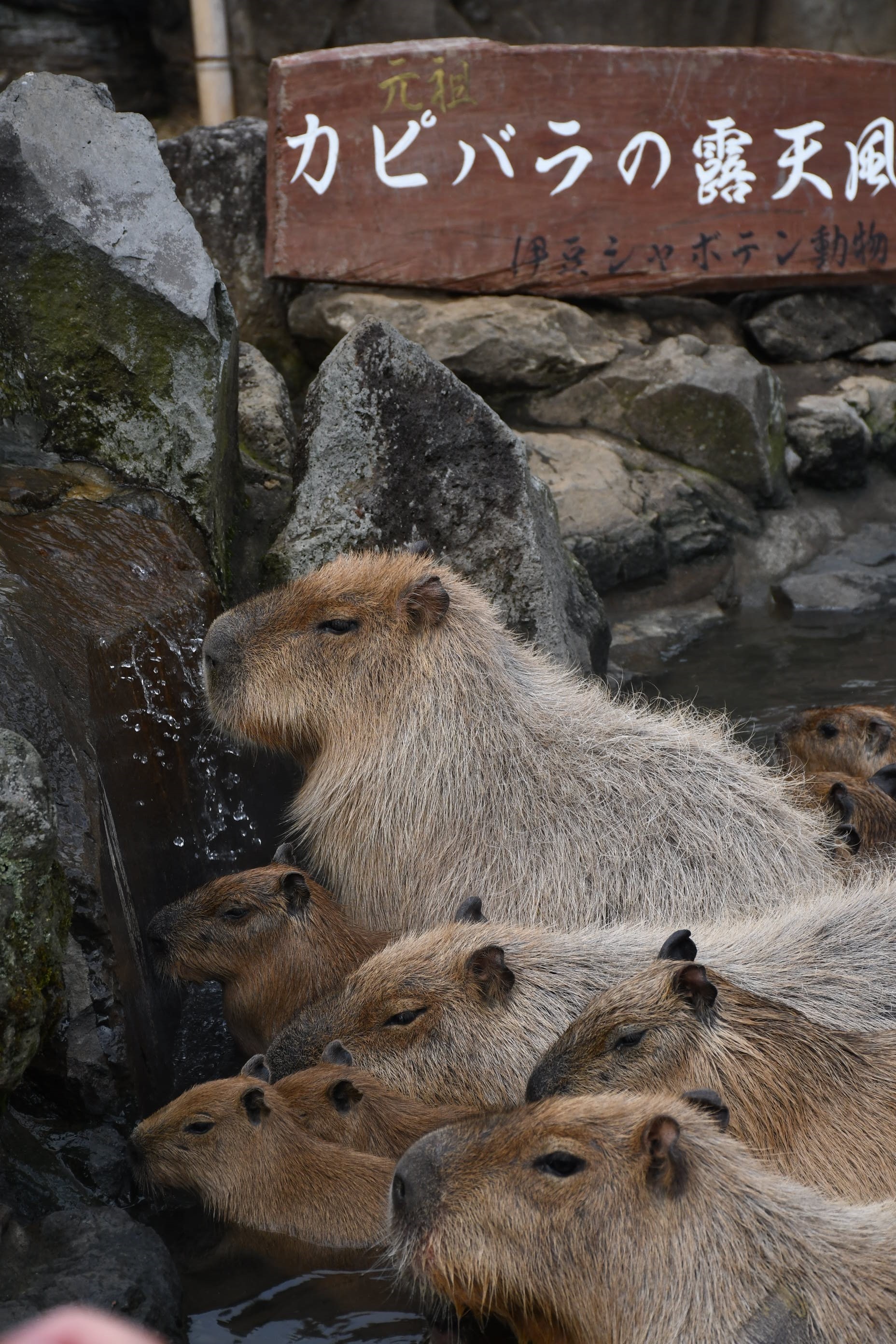 湯の湧き出し口を陣取り長風呂対決に挑戦するトリュフ＝伊東市富戸の伊豆シャボテン動物公園